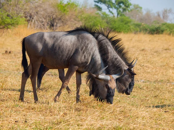 Blu wildebeest coppia (gnu ) — Foto Stock
