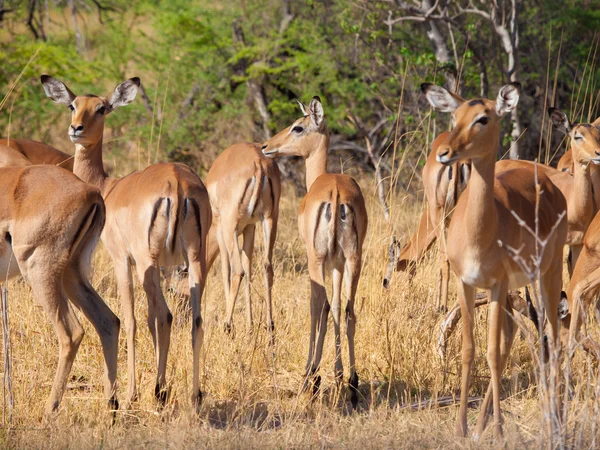 Manada de Impala —  Fotos de Stock