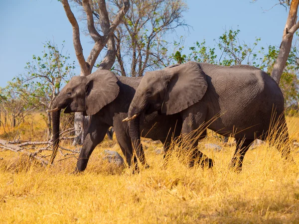 Walking elephants — Stock Photo, Image