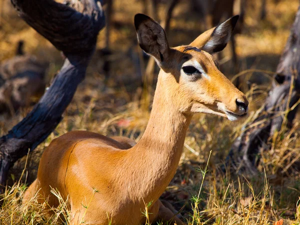 Mladá žena impala — Stock fotografie