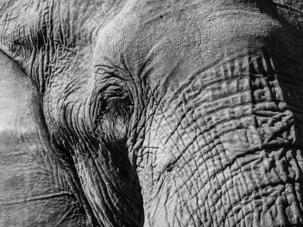 Dettaglio dell'elefante — Foto Stock