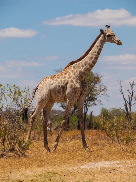 Giraffe in savanna — Stock Photo, Image