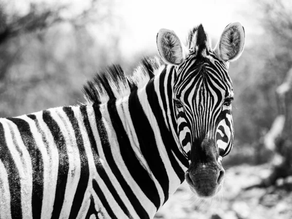 Zebra porträtt i svartvitt — Stockfoto