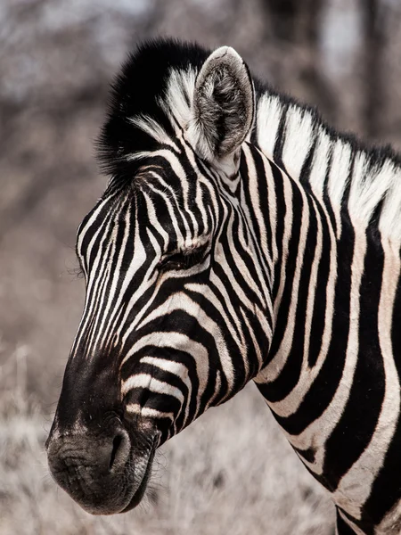 Portret Zebra czarno-białe — Zdjęcie stockowe