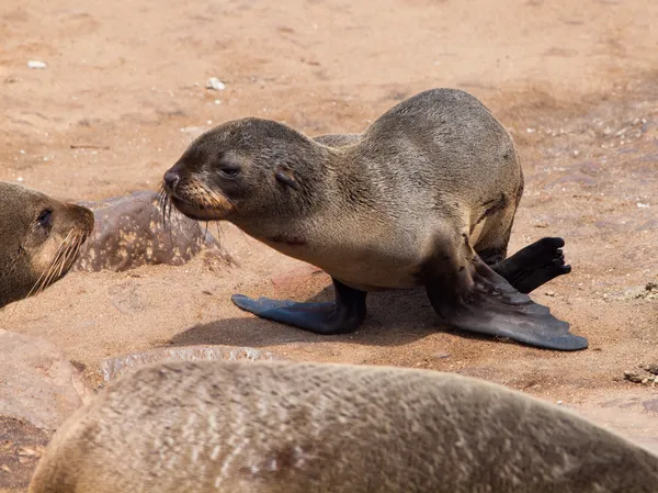 Kegelrobbe (arctocephalus pusillus)) — Stockfoto