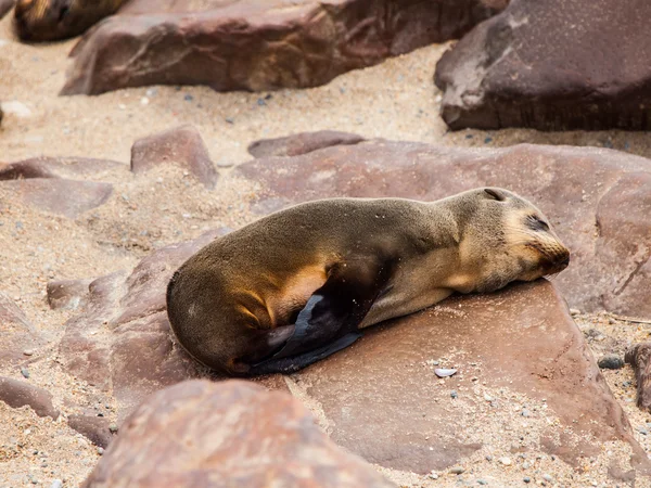 Brown Fur Seal (Arctocephalus pusillus) — Stock Photo, Image