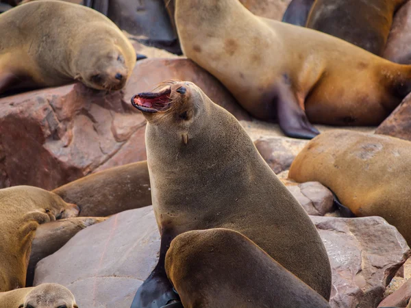 Selo de pele marrom (Arctocephalus pusillus ) — Fotografia de Stock