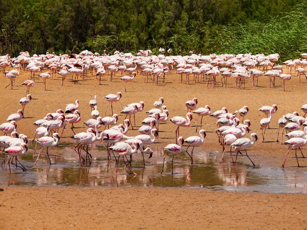 Flamingos in der Nähe der Walvisbucht — Stockfoto