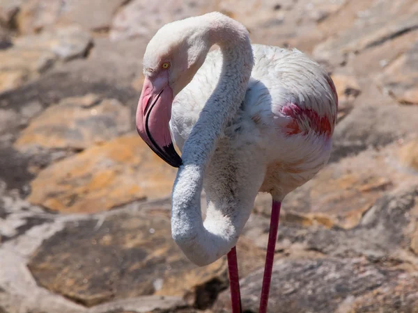 Flamingo-Detail — Stockfoto