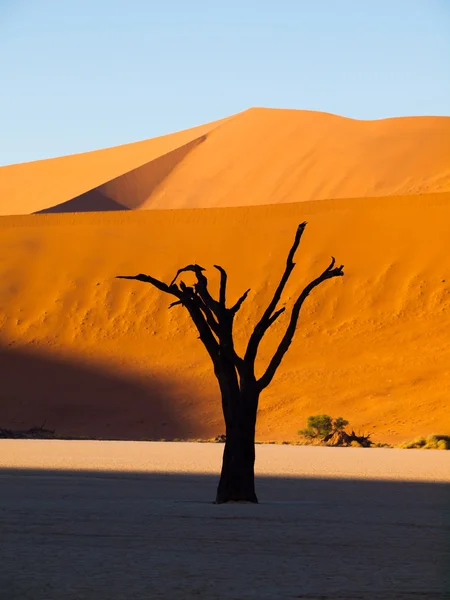 Dead trees in Sossusvlei — Stock Photo, Image