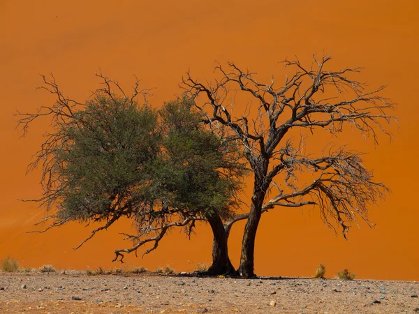 Acacia träd framför dune 45 i namid öken — Stockfoto