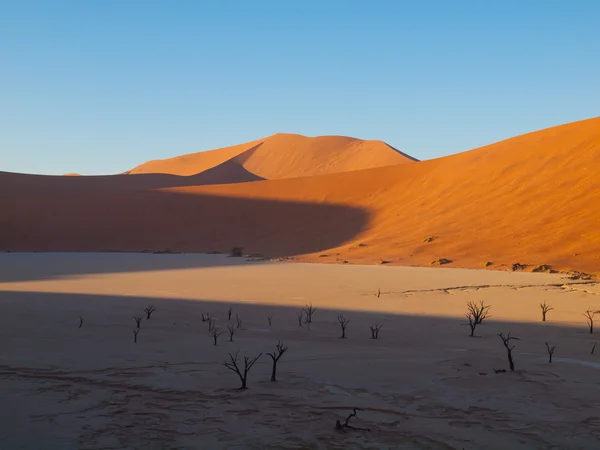 Dead acacia trees and red dunes of Namib desert — Stock Photo, Image