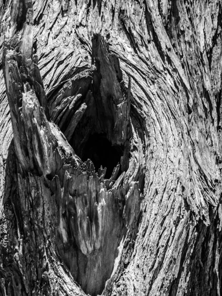 Knoten alter trockener Baum — Stockfoto