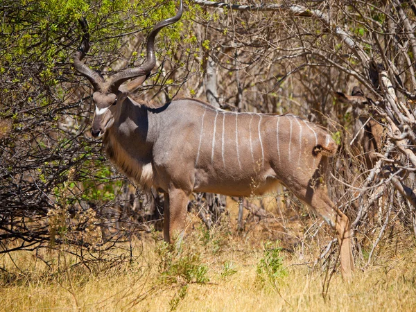 Antylopa kudu — Zdjęcie stockowe