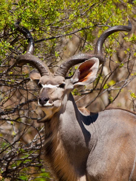 Kudu antilopa — Stock fotografie