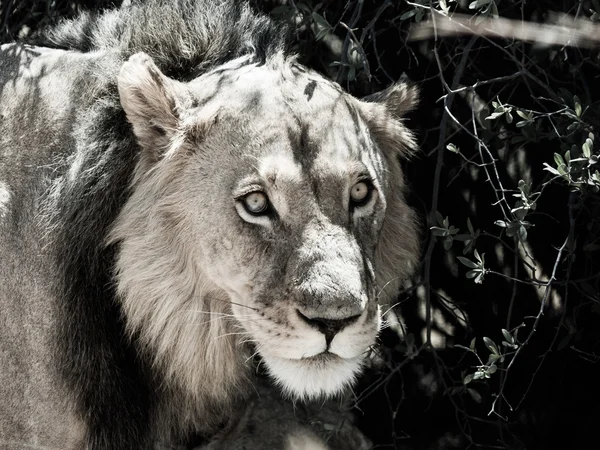 Λιοντάρι στο γρασίδι — Φωτογραφία Αρχείου