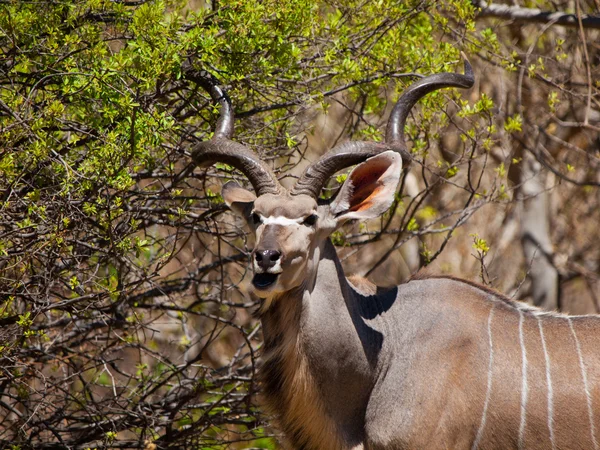Comer antílope kudu —  Fotos de Stock