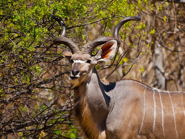 Jedzenie antylopy kudu — Zdjęcie stockowe