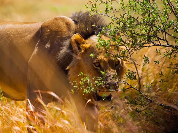 Löwe im Gras versteckt — Stockfoto