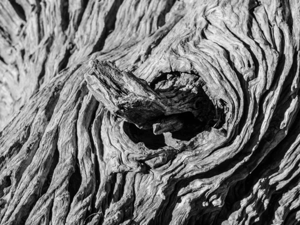 Knoten alter trockener Baum — Stockfoto