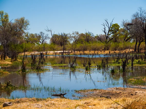 Landschaft am Fluss Okavango — Stockfoto