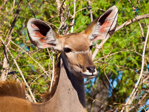 Vrouwelijke koedoe antelope — Stockfoto