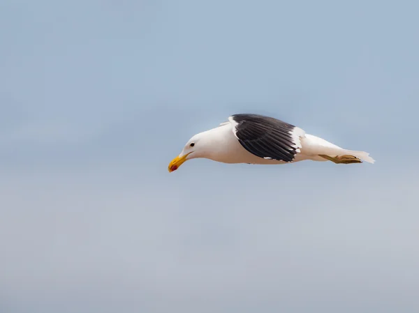 Möwe — Stockfoto