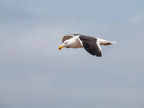 Möwe — Stockfoto