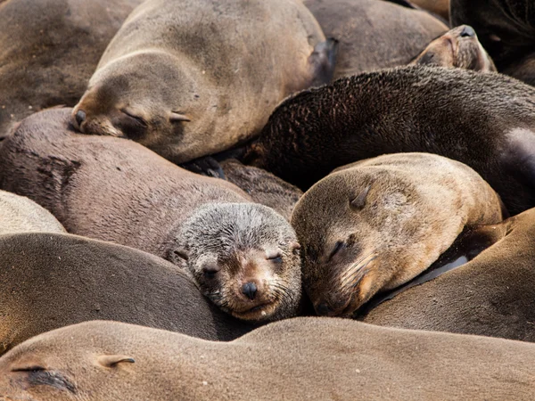 Brown bont zeehonden (Arctocephalus pusillus) — Stockfoto