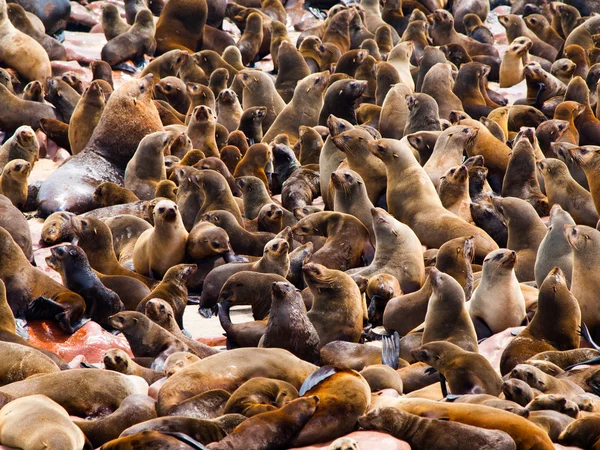 Colonie d'otaries à fourrure brune (Arctocephalus pusillus) ) — Photo