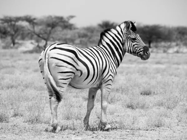 Wunderschönes Zebra — Stockfoto