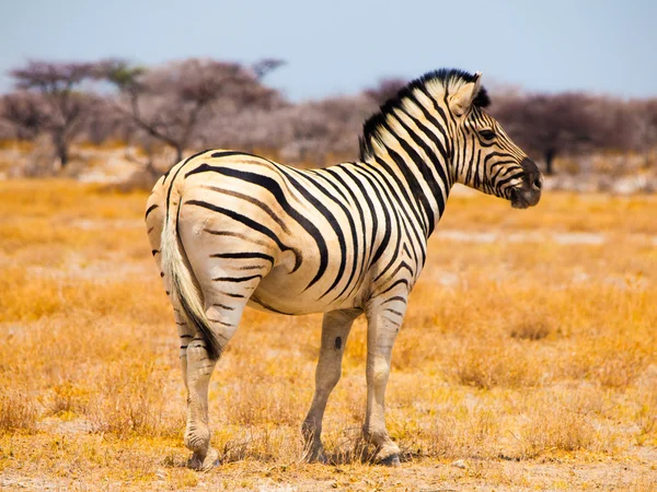Wunderschönes Zebra — Stockfoto