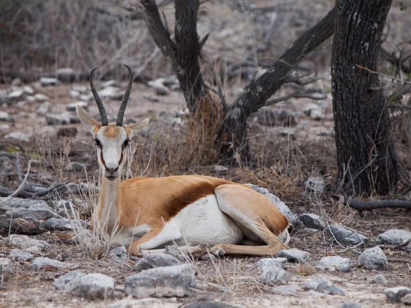 Impala. — Fotografia de Stock