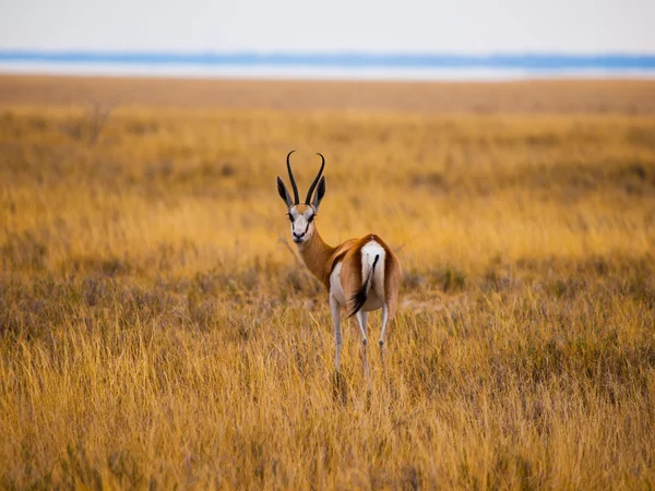 Impala — Zdjęcie stockowe