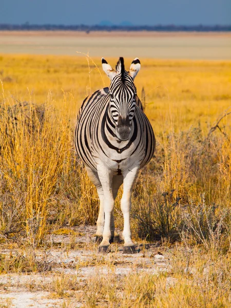 Framifrån av zebra — Stockfoto