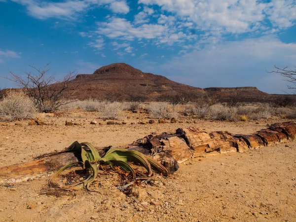 Paesaggio nella foresta pietrificata con impianto welwitschia — Foto Stock