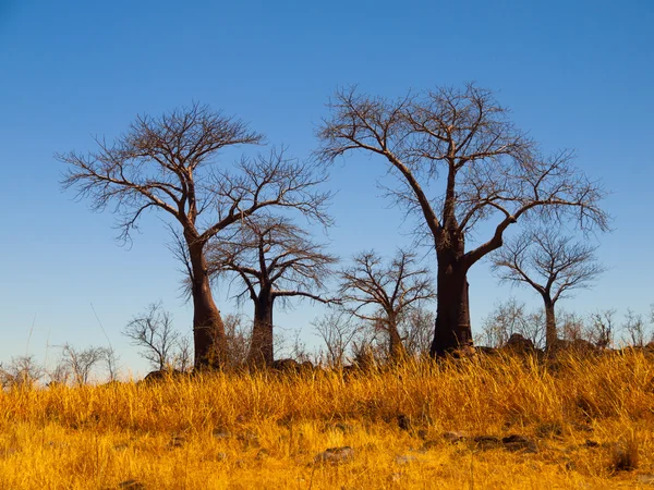 Savuti エリアの近くにバオバブ楽園 — ストック写真