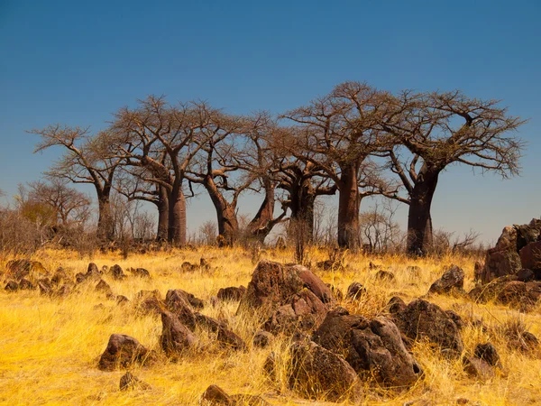 Baobab Paradise near Savuti — Stock Photo, Image