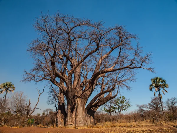 Velký baobab strom — Stock fotografie