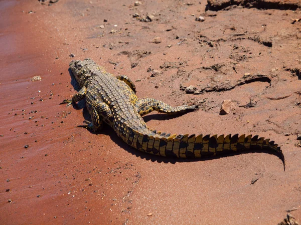 Krokodil på flodstranden — Stockfoto