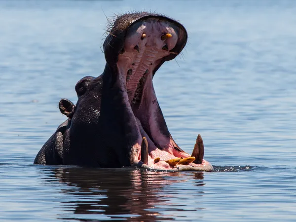 Hippo in chobe rivier — Stockfoto