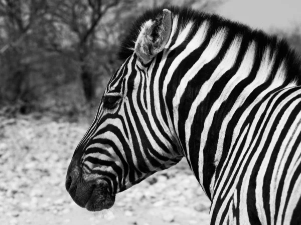 Zebra portret in zwart-wit — Stockfoto