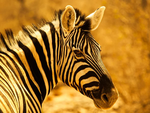 Zebra-Porträt — Stockfoto