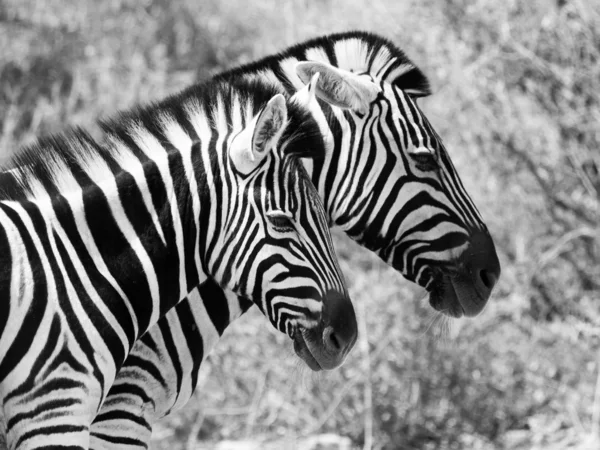 Пара зебр — стоковое фото