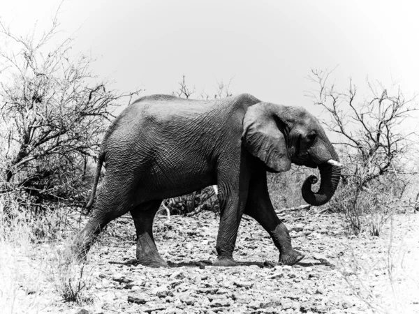 Elefante africano in bianco e nero (Loxodonta ) — Foto Stock