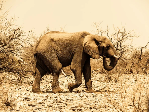 Elefante africano (Loxodonta ) — Foto Stock