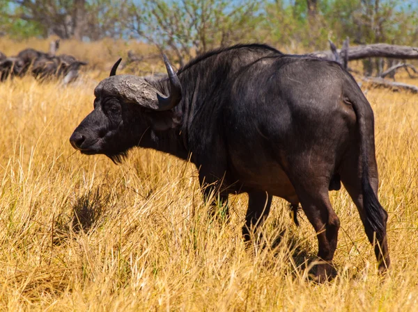 Big black buffalo — Stock Photo, Image