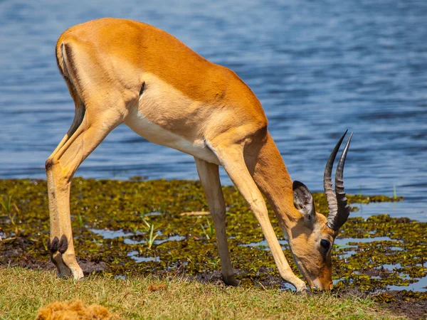 Impala no buraco da água — Fotografia de Stock