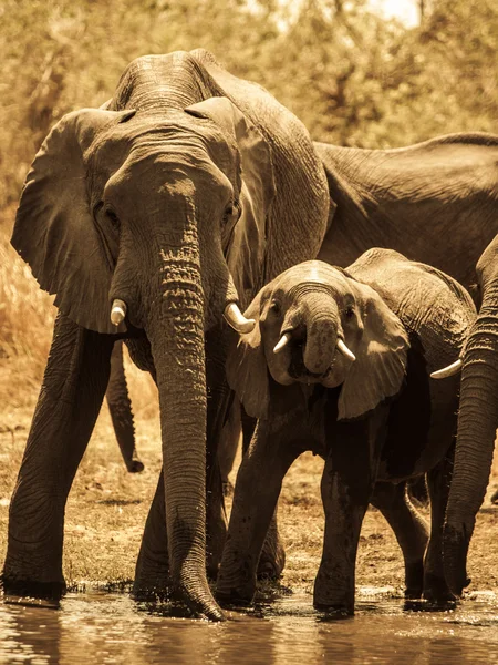 Elefantes em Water Hole — Fotografia de Stock