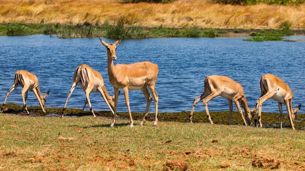 Impala sürüsü — Stok fotoğraf